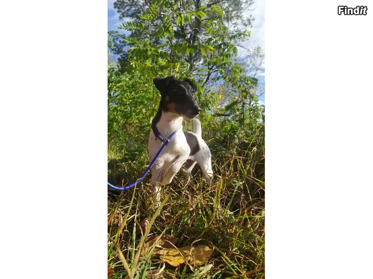 Säljes Släthårig foxterrier flicka