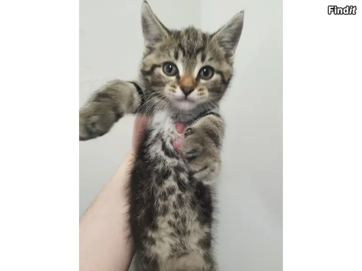 Säljes Kattungar