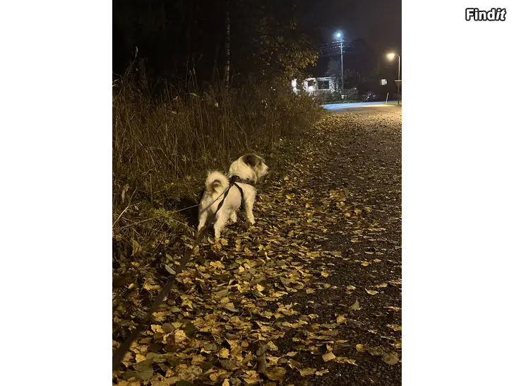 Myydään Jack Russel Terrier