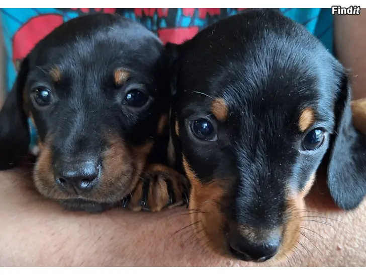 Myydään MÄYRÄKOIRAN PENTUJA sileäkarvainen