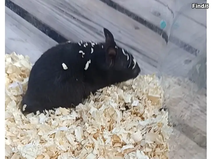 Myydään Syyrialaisen Hamsterin Poikaset