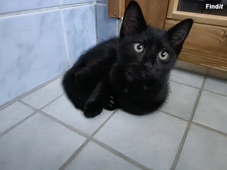 Säljes Kattungar