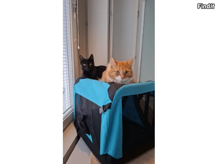 Säljes Kattunge