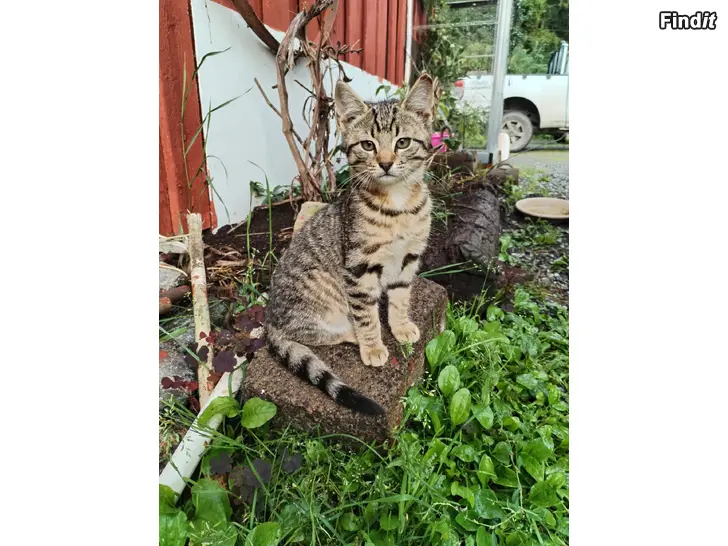 Säljes Kattunge, hane