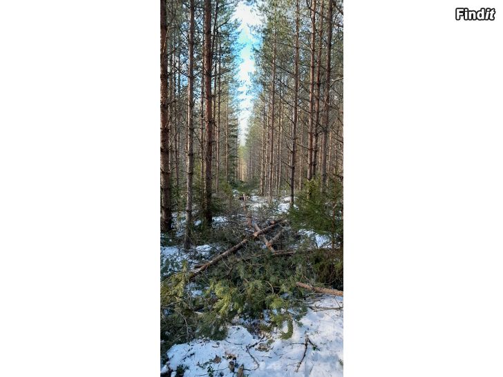 Säljes Skog säljes 16.3 ha i Katternö Pedersöre