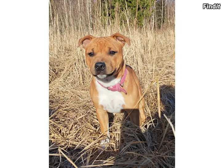 Myydään Staffie Staffordshire bull terrier Uros pentu