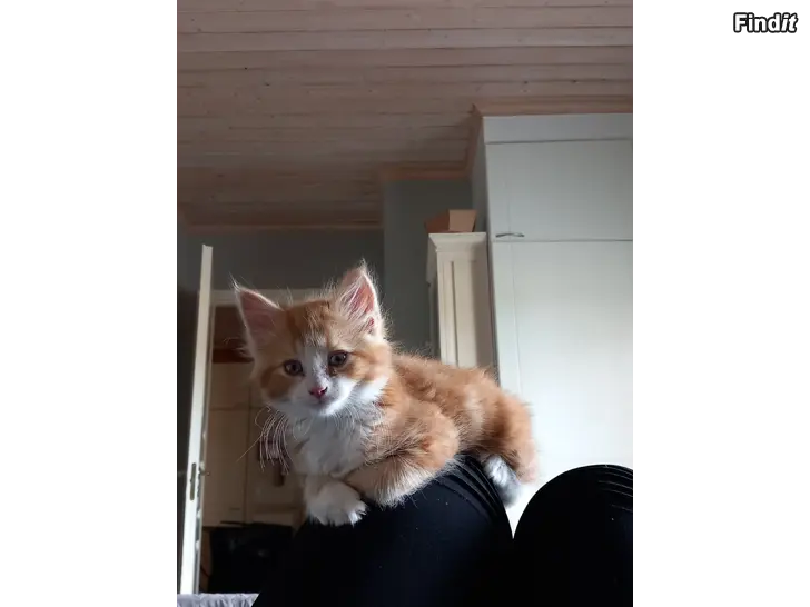 Säljes Kattungar