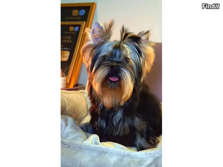 Myydään Pieni pentu koira