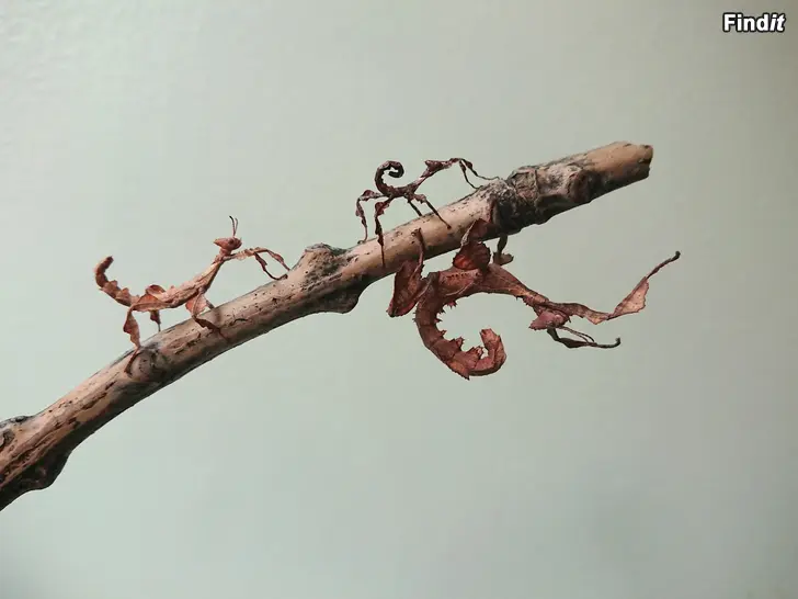 Säljes Extatosoma Tiaratum spökskräckor