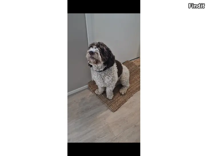 Säljes Hund