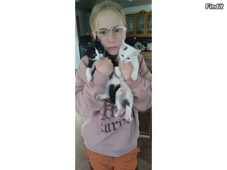 Myydään Söta kattungar