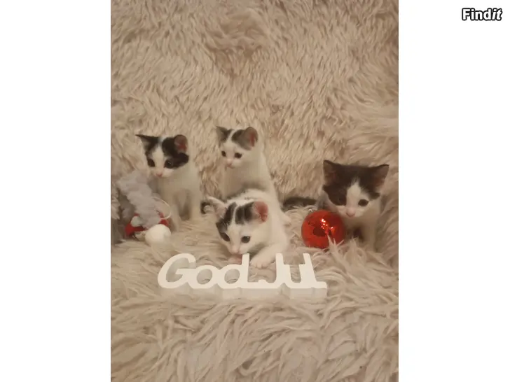 Säljes En ny familjemedlem hem till jul