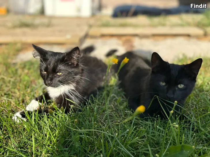Myydään Två hankatter söker hem