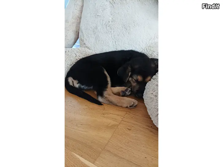 Myydään Saksanpaimenkoira mix pennut