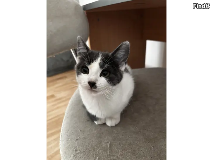 Säljes Kattungar