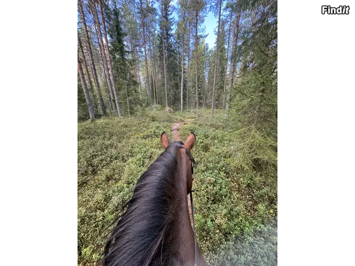 Säljes Terrängtur i skritt