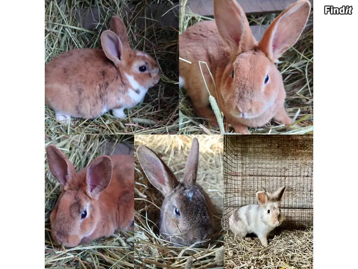 Uthyres Uthyrning av kaniner