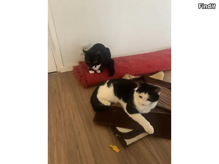 Myydään Myydään 3kissaa