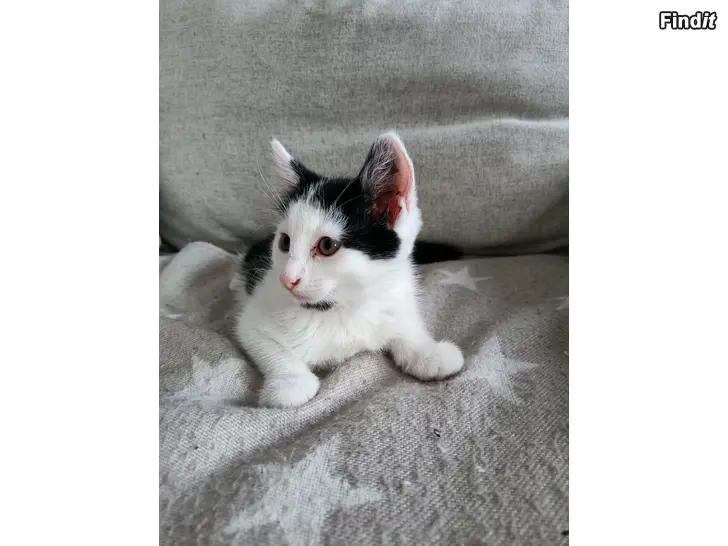 Säljes Kattunge säljes