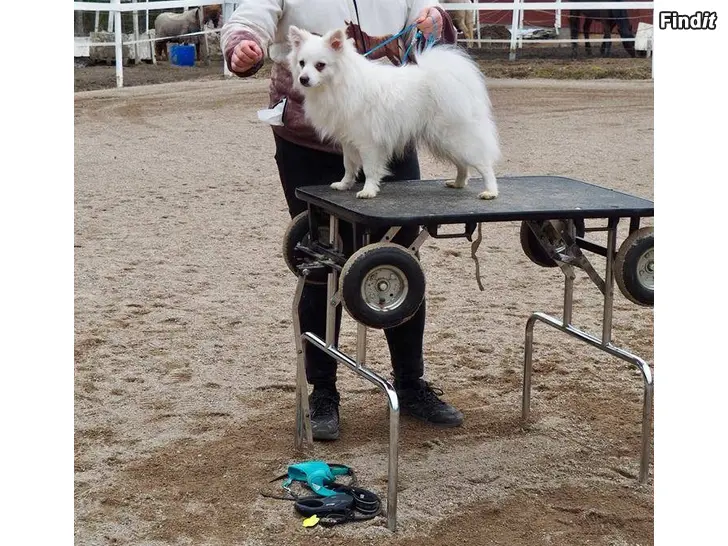 Myydään Trimmipöytä