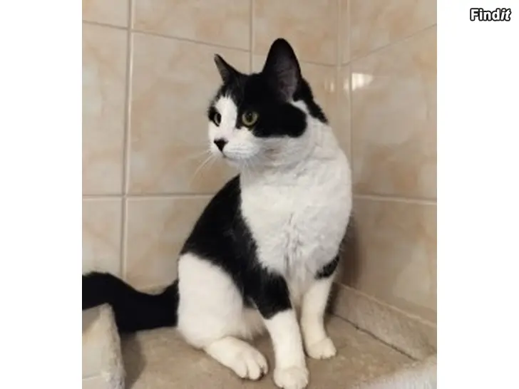 Annetaan Annetaan tyttökissa