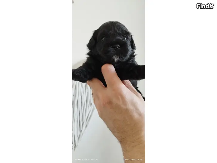Myydään Shihpoo valpar