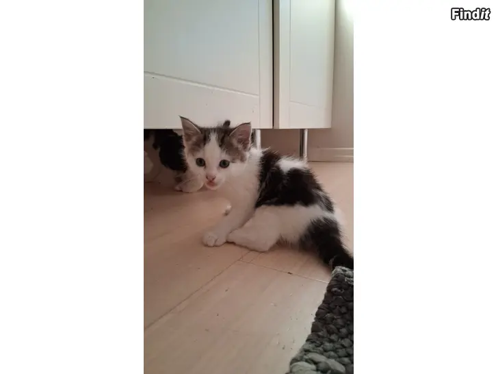 Säljes Kattungar