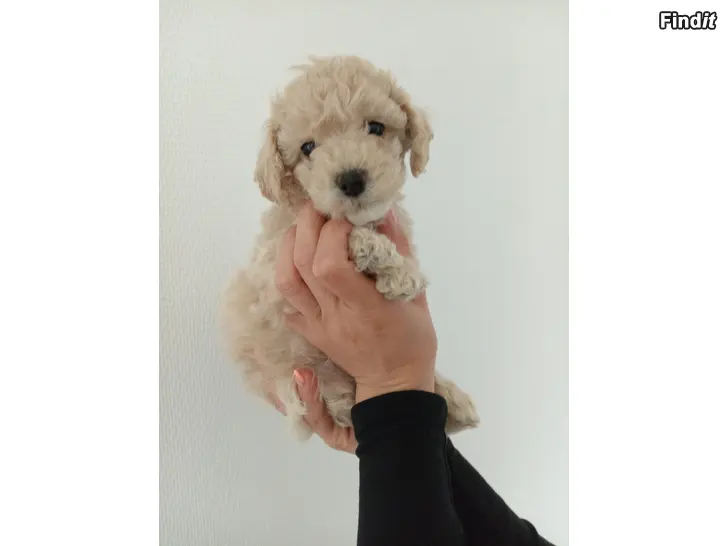Myydään Bichonpoo