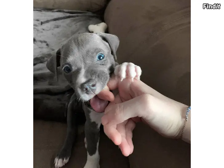Myydään Myytävänä pentu Sinilinjainen staffordshirenbullterrier