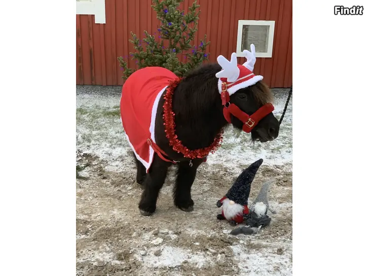 Uthyres Ponnyridning på julevenemang