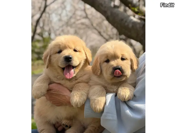 Säljes Golden retriever-valpar