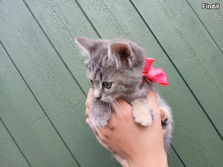 Säljes Kattungar till salu