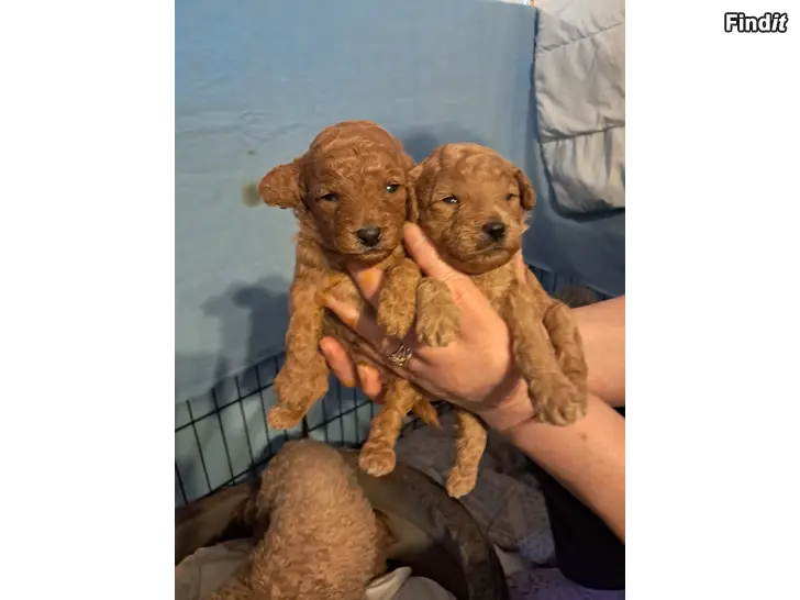 Säljes Toy villakoira