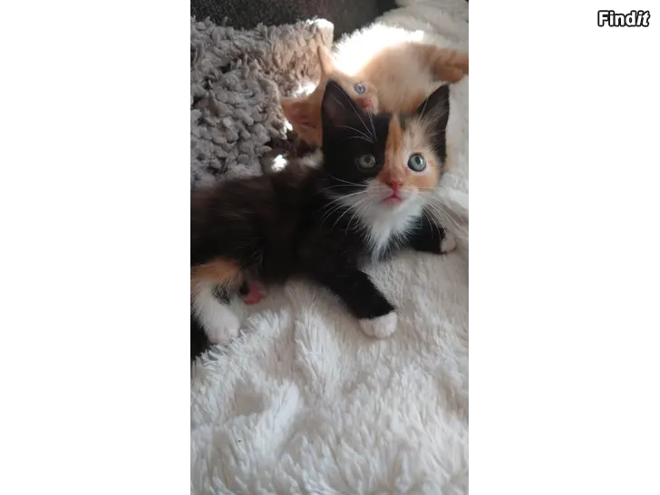 Säljes Kattunge hona