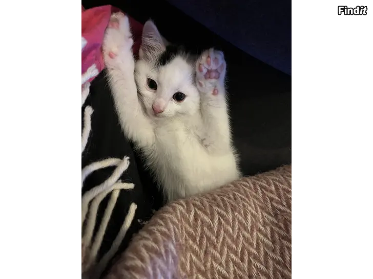 Säljes Kattunge hane