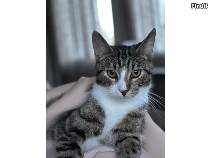 Annetaan Katt söker nytt hem