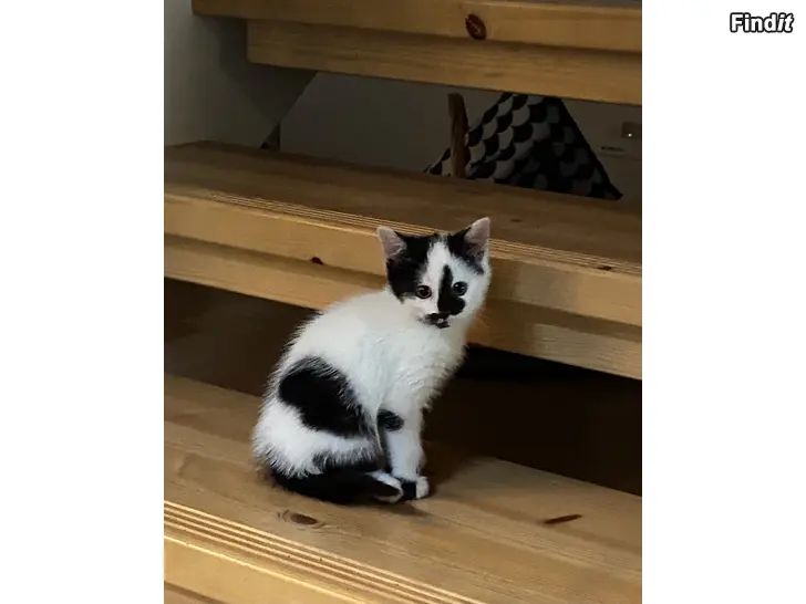 Säljes Kattunge