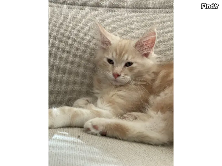 Myydään Maine Coon -kissanpennut