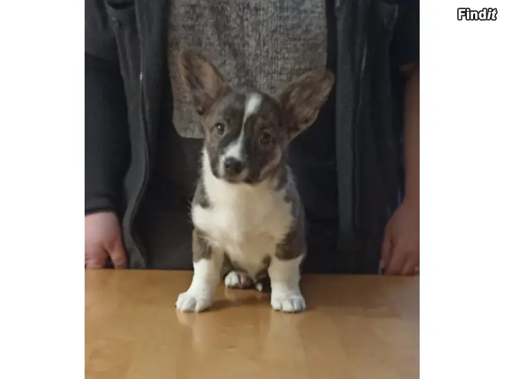 Säljes Welsh corgi cardigan