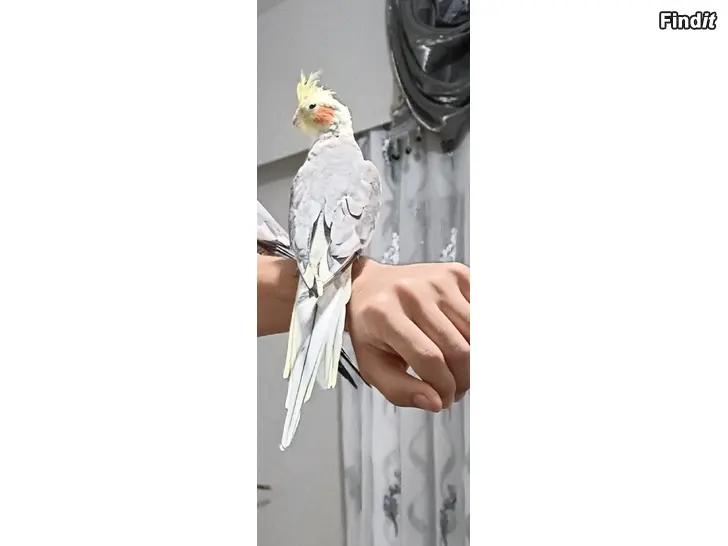 Myydään Uros neitokakadu 10 kuukautta