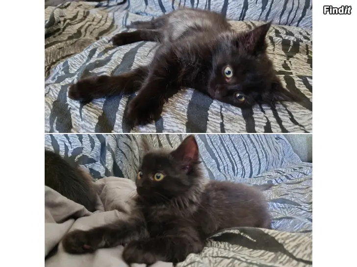 Säljes Långhårig kattfröken svart/grå