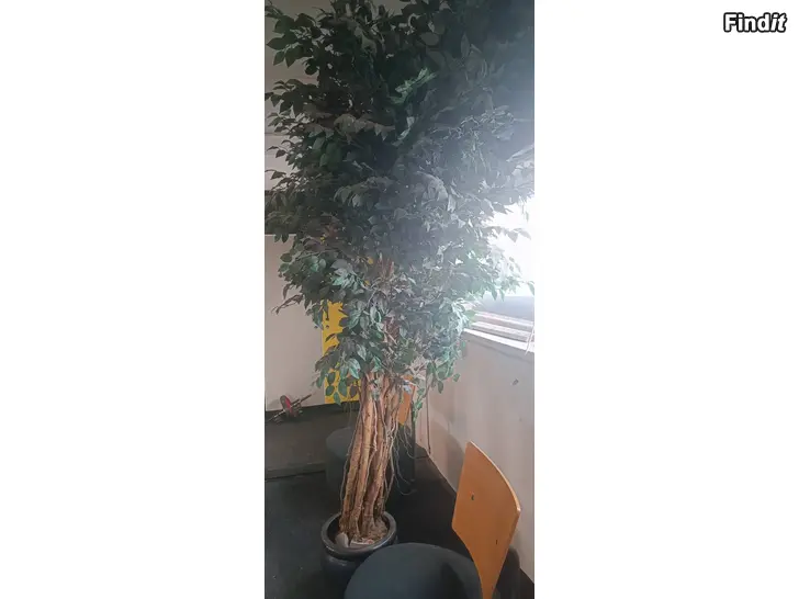 Säljes Konstväxt 3 meter