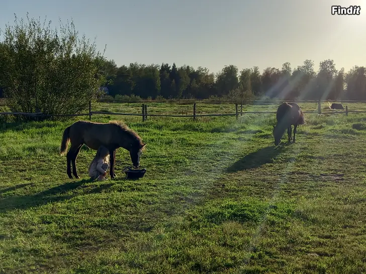 Säljes Islandsstoföl