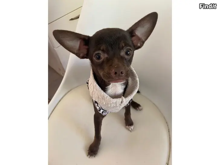 Säljes Chihuahua