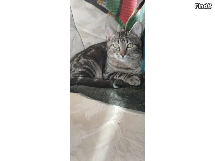 Myydään Iloinen  kolli - kissa /  kirjava kissa