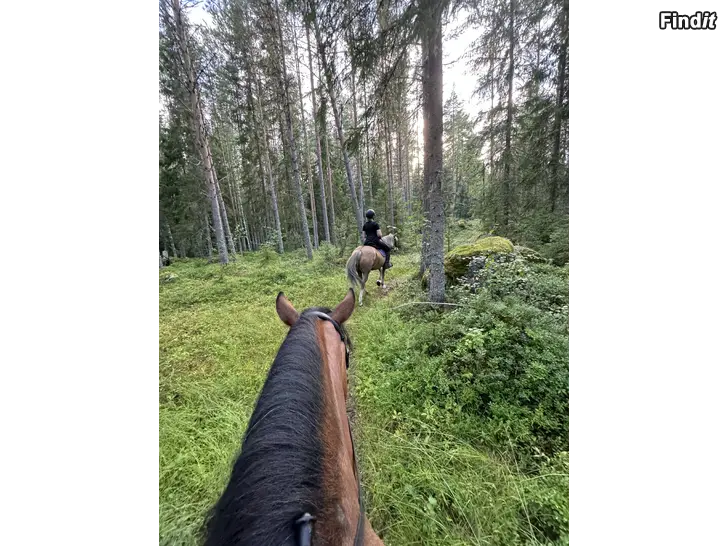 Säljes Terrängritt