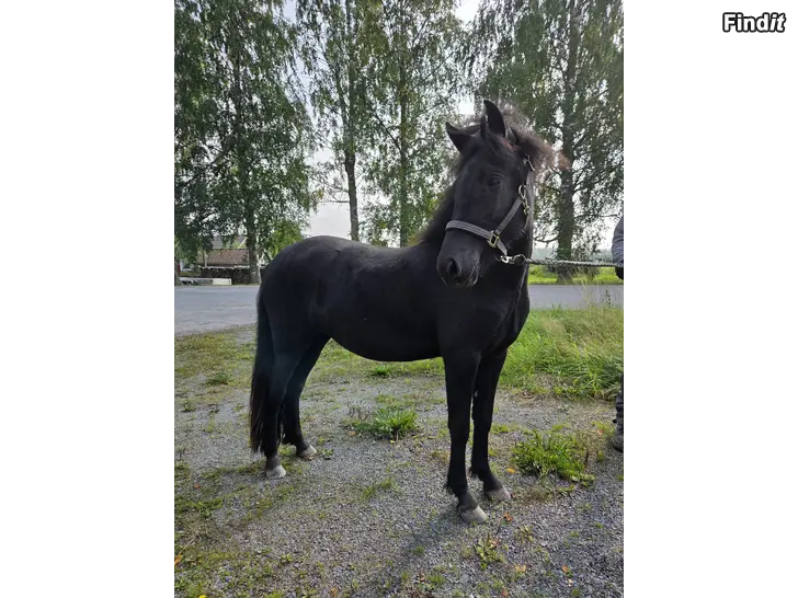 Säljes Islandshäststo till salu