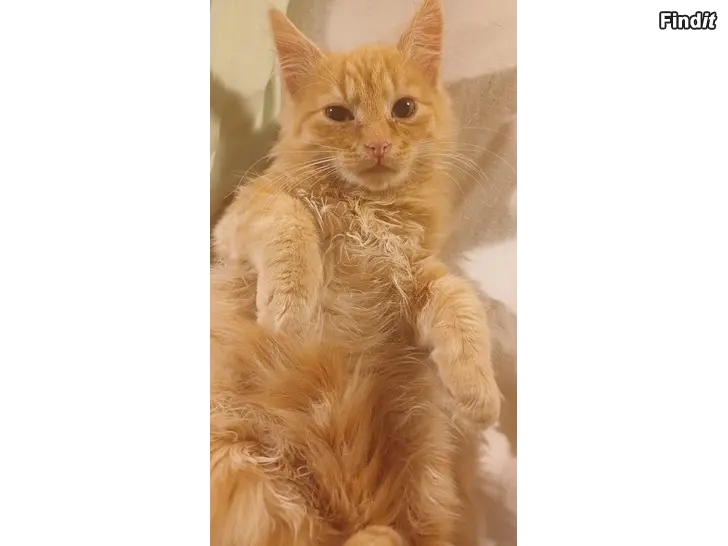 Myydään Red tabby suloinen pitkäkarva