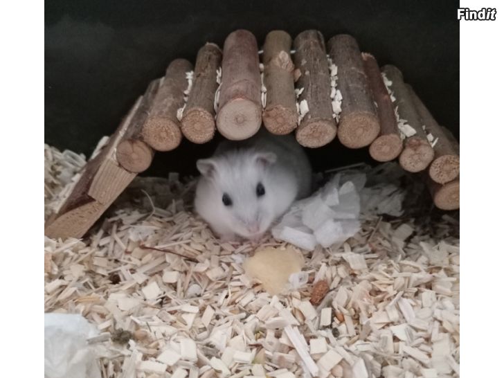Myydään Hamsterit
