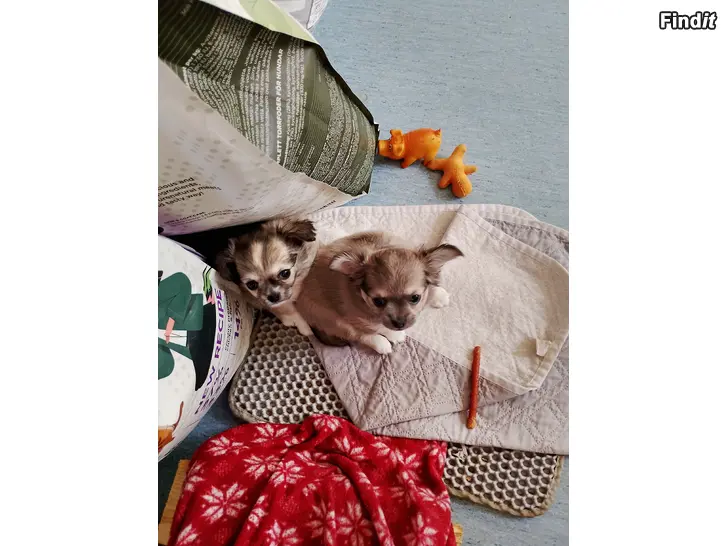 Myydään Chihuahua pennut
